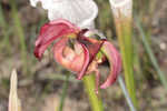 Crimson pitcherplant